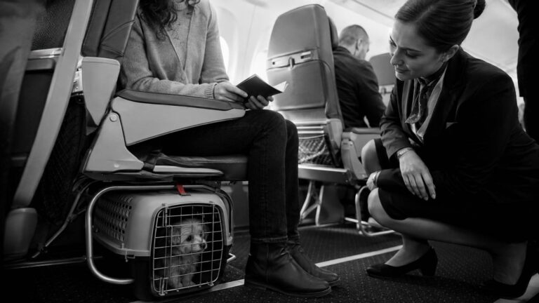 Туризм - Авиабилеты - IATA описала единый порядок полетов с питомцами - Не факт!.